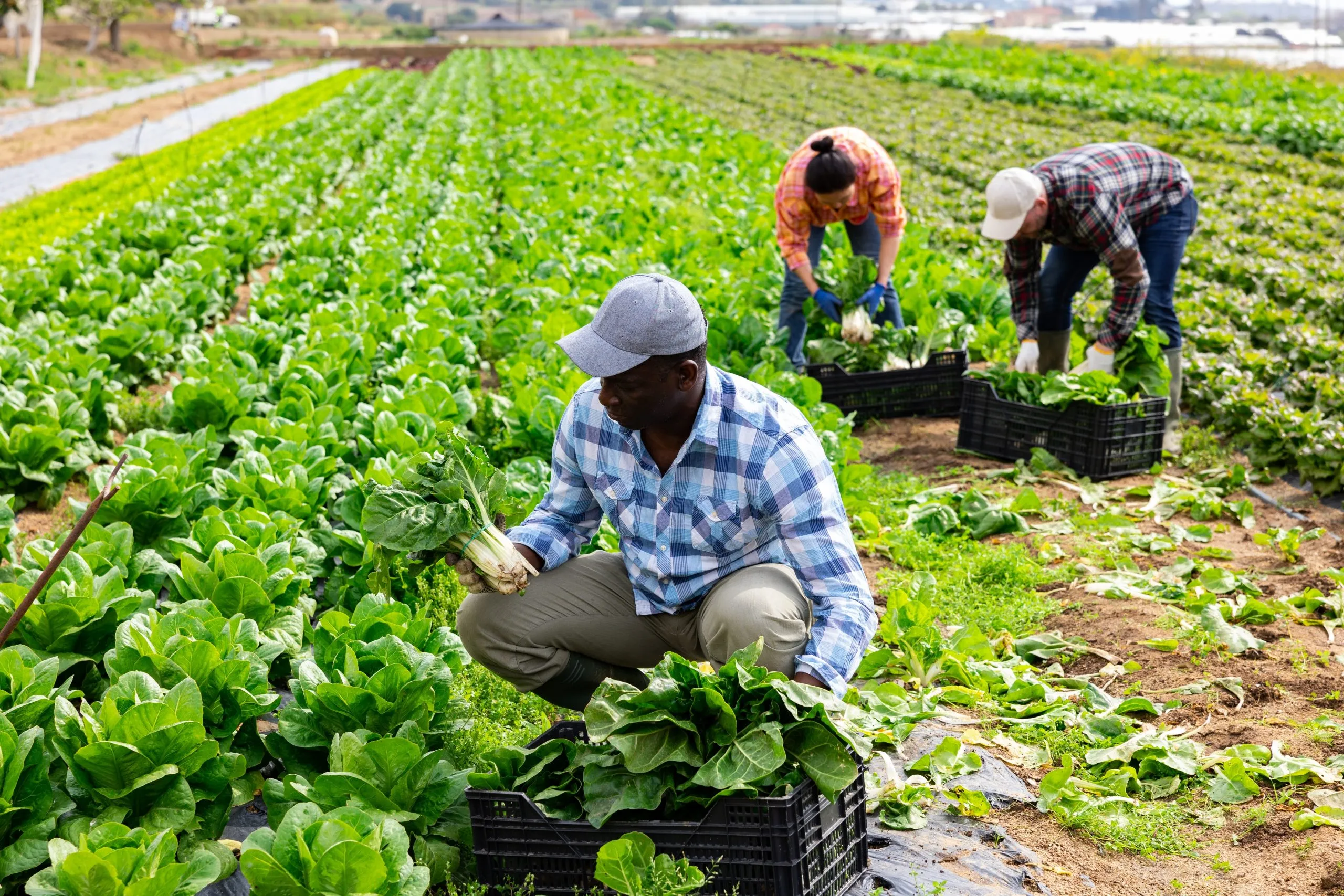 General Farm Work